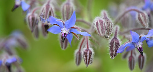 Borage