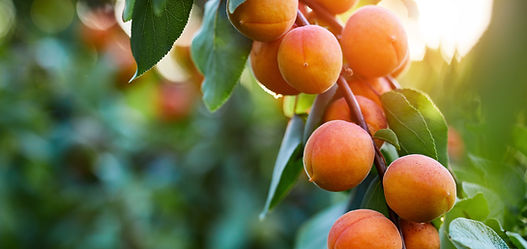 Apricot.jpeg