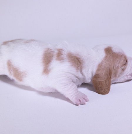 puppy#4-03.jpg