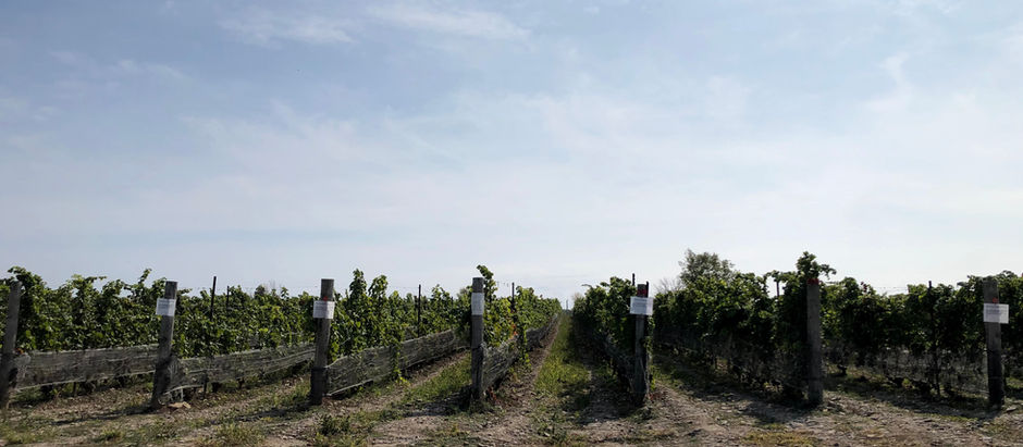 Prince Edward County Guide