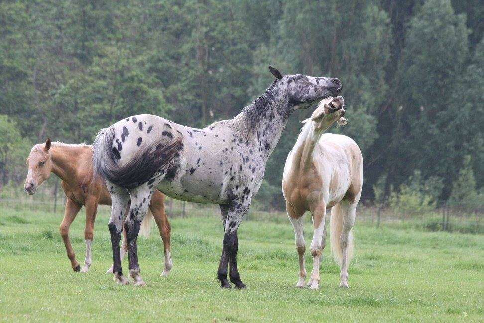 Foto uit het archief: Popcorn & Spot aan het spelen © Daphne van Rooijen