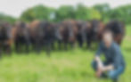 Ferme LABAN - Elevage vache Aberdeen Angus