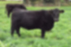Vache aberdeen angus France