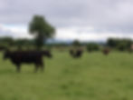 Elevage angus