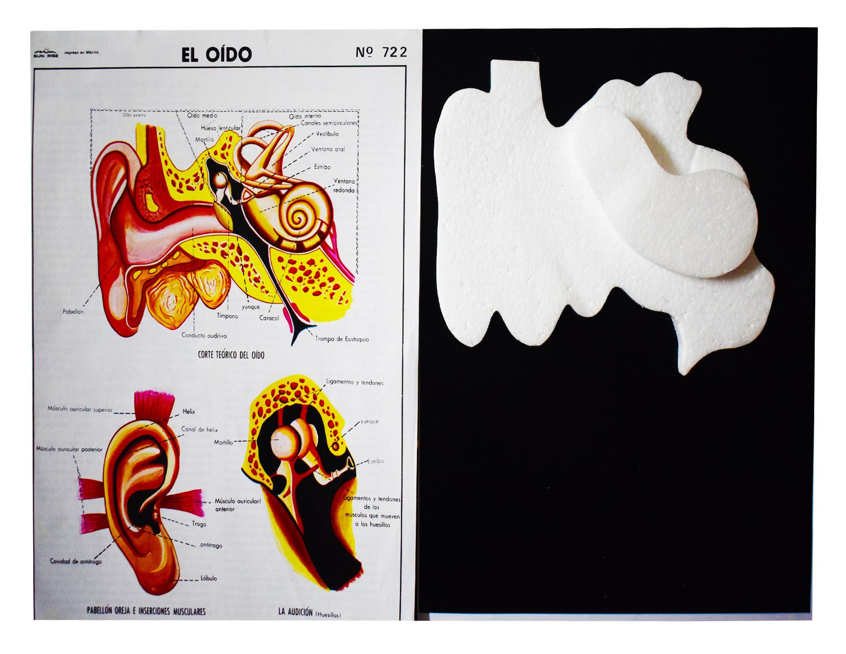 MAQUETAS UNICEL EL OÍDO
