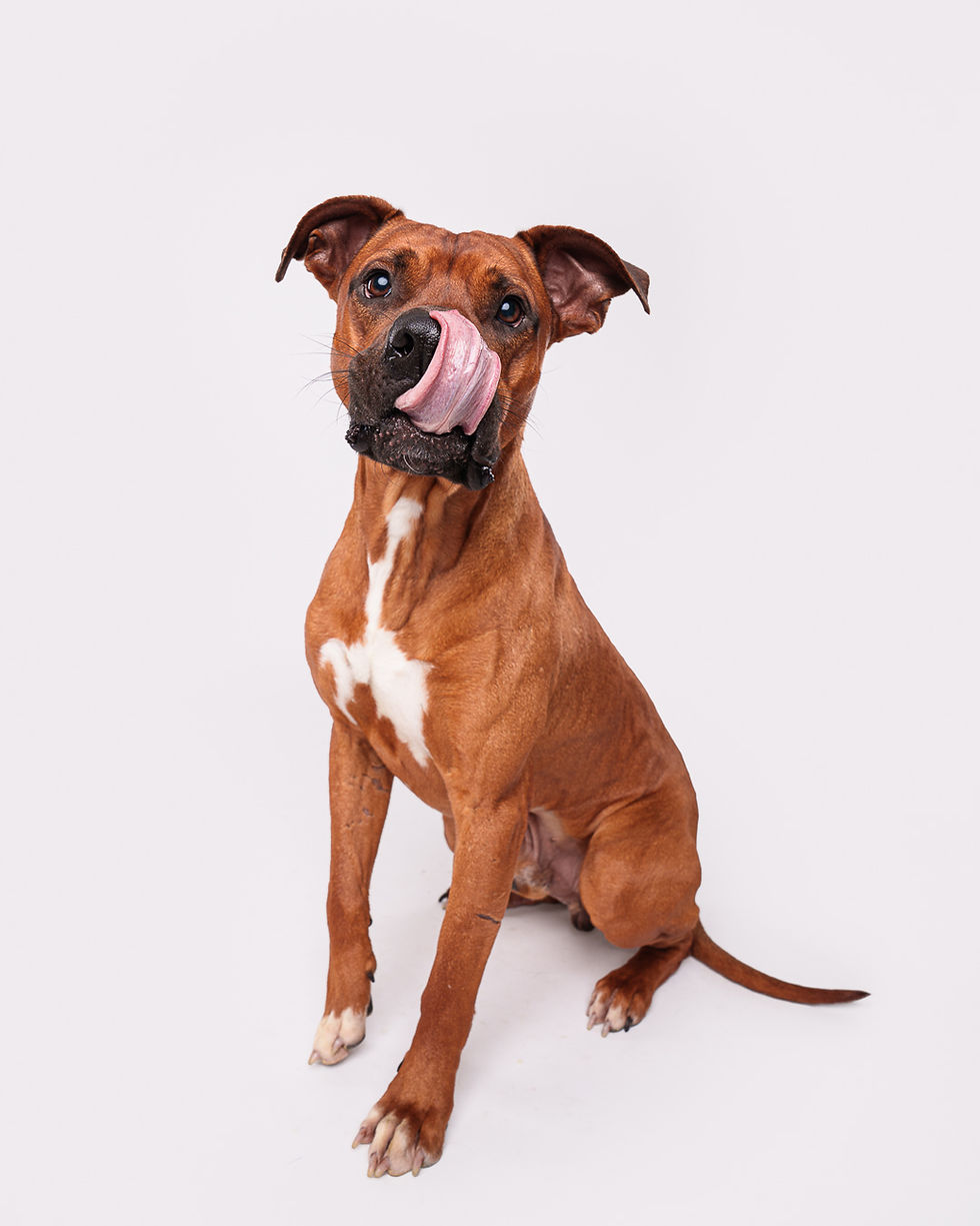 Tan dog sits licking nose representing the volunteer-based Seen and Saved Initiative to help pets find homes.