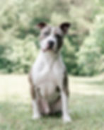 Grey and white dog sits posting in front of a greenery outdoor backdrop.