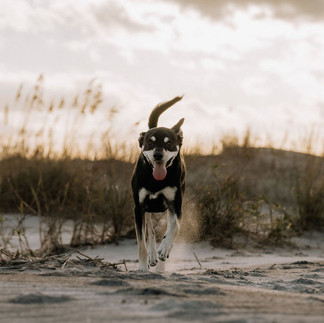 Brown and tan dog runs towards the Photo District's camera with the sand dunes of Wrightsville Beach in the background.