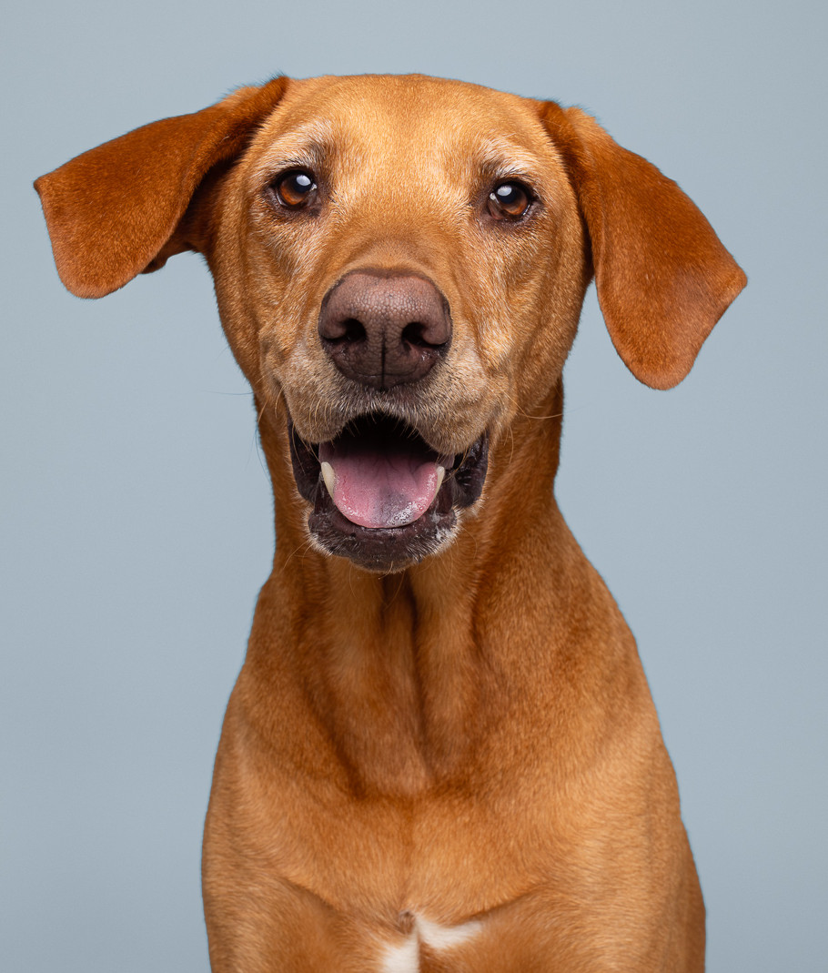 Close up headshot of a tan dog in front of a light blue backdrop representing a successful Seen and Saved adoption.