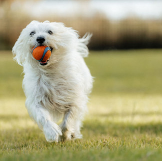 Fluffy white dog runs in the grass towards the Photo District's camera with an orange ball in her mouth.