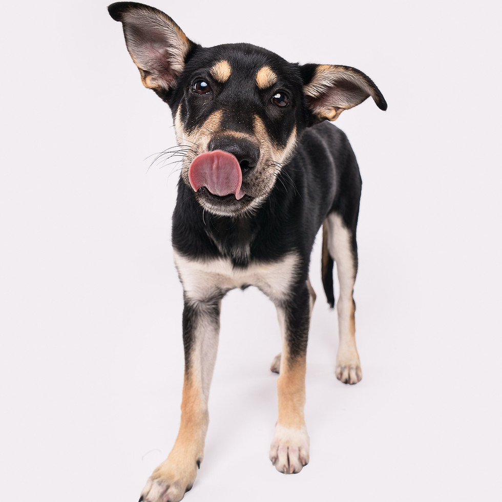 Black and tan dog stands licking nose in front of the white Seen and Saved Initiative backdrop.