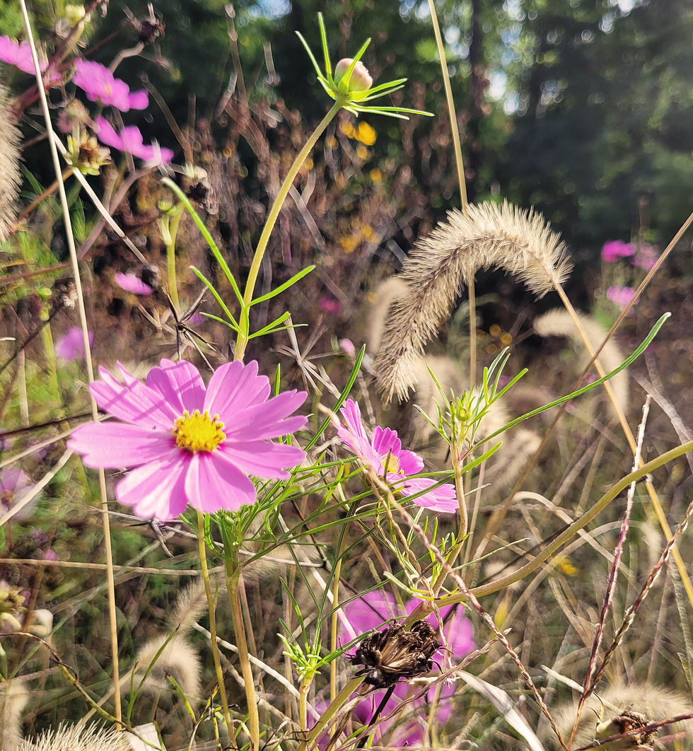 Summer Solstice Forest Bathing Walk