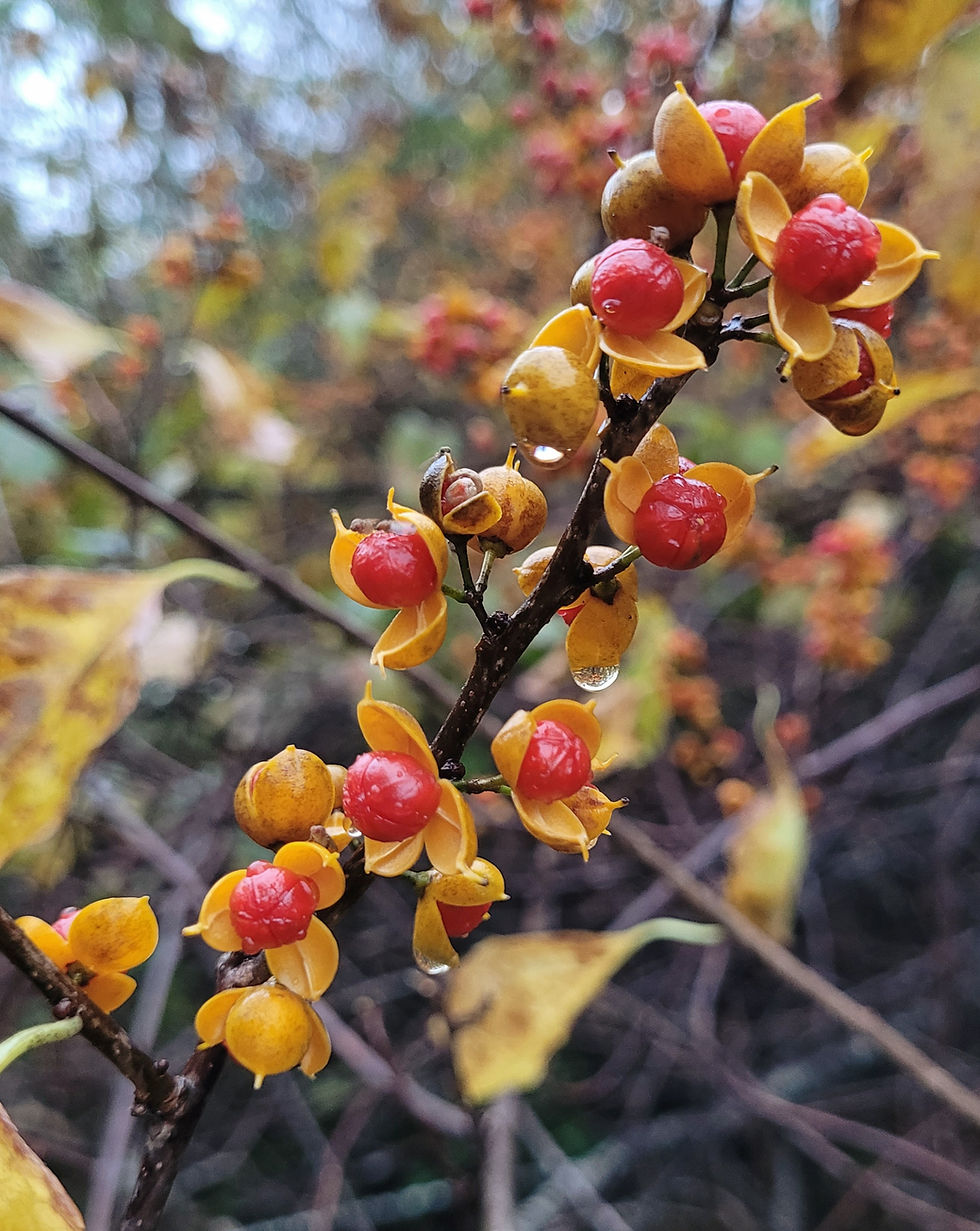 Goodbye to Fall Forest Bathing
