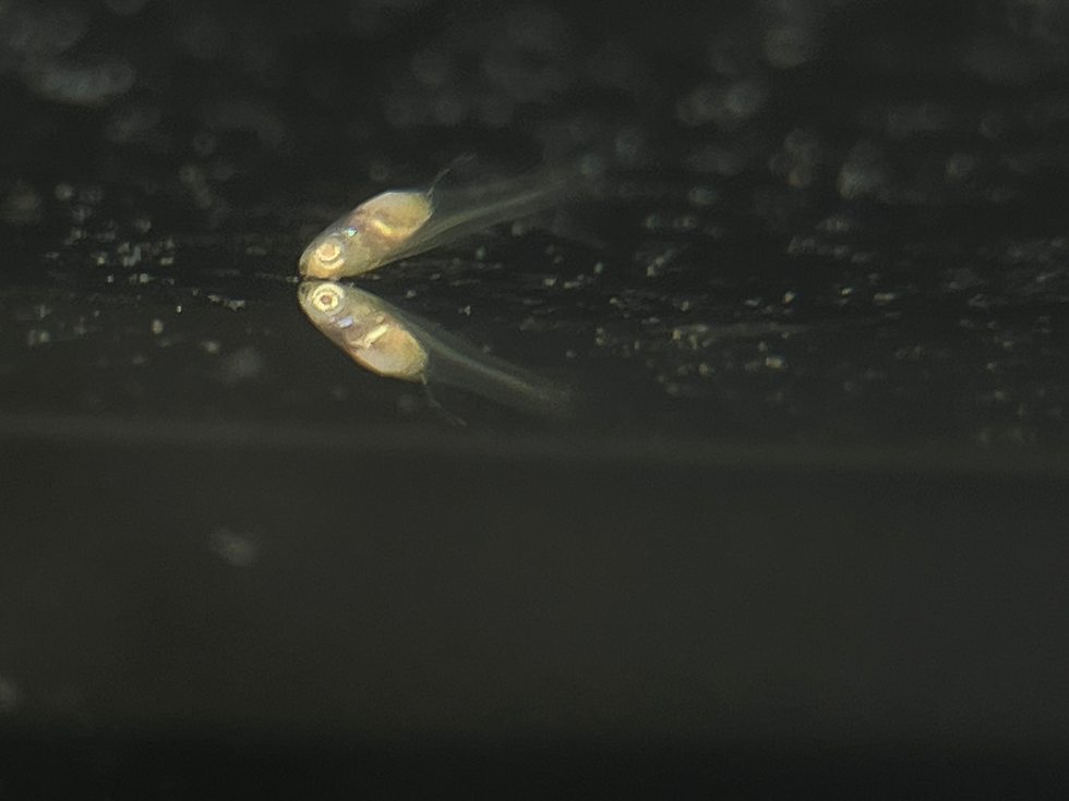 日常 1 〜稚魚たちの成長記録〜