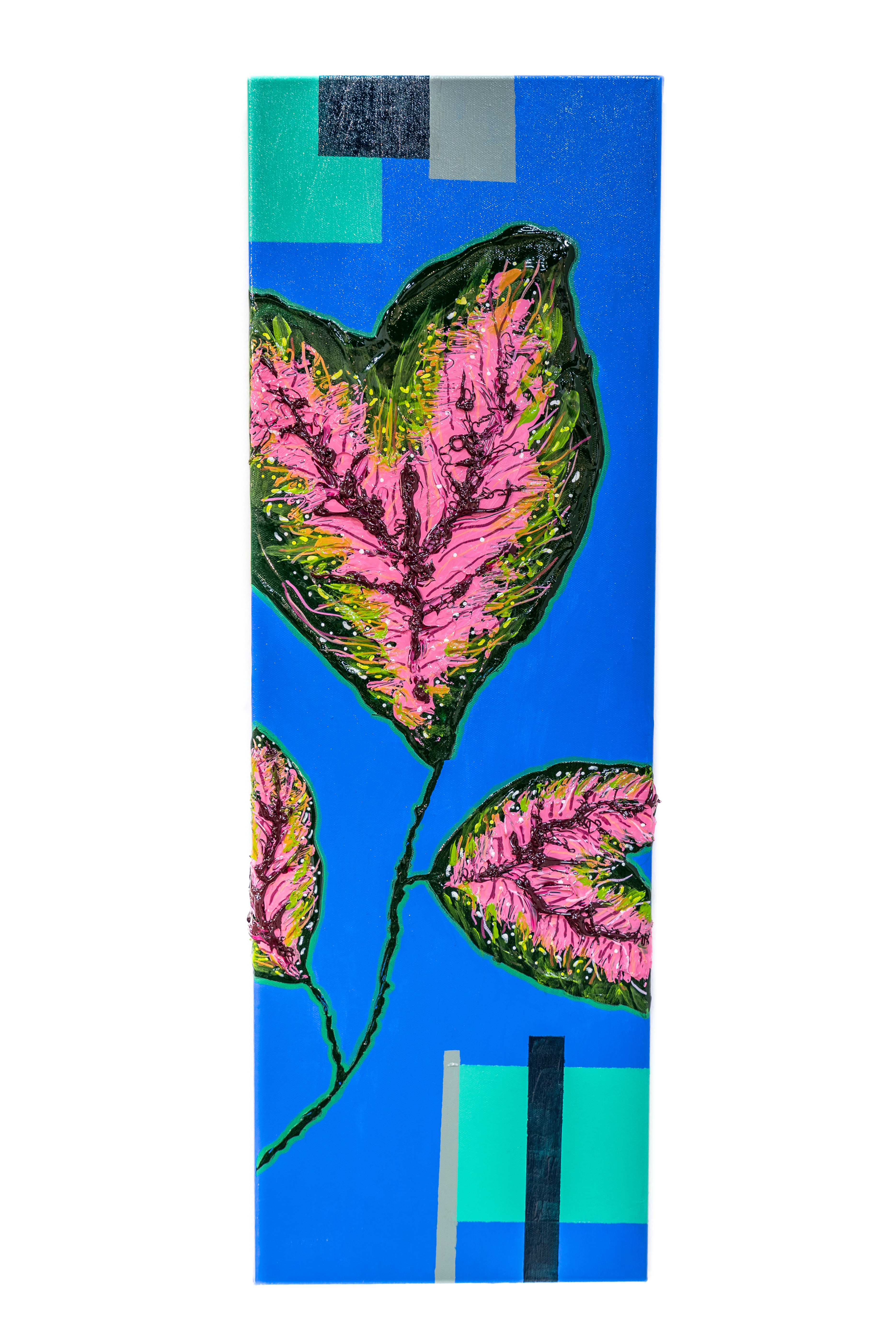 Caladium