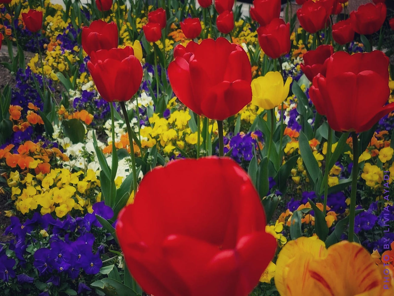 Piros tulipánok egy virágágyásban. Sárga, kék és zöld növények.