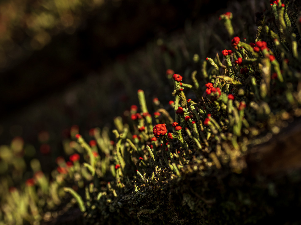 Olympus E-M1X + M.Zuiko 12-100 F:4.0