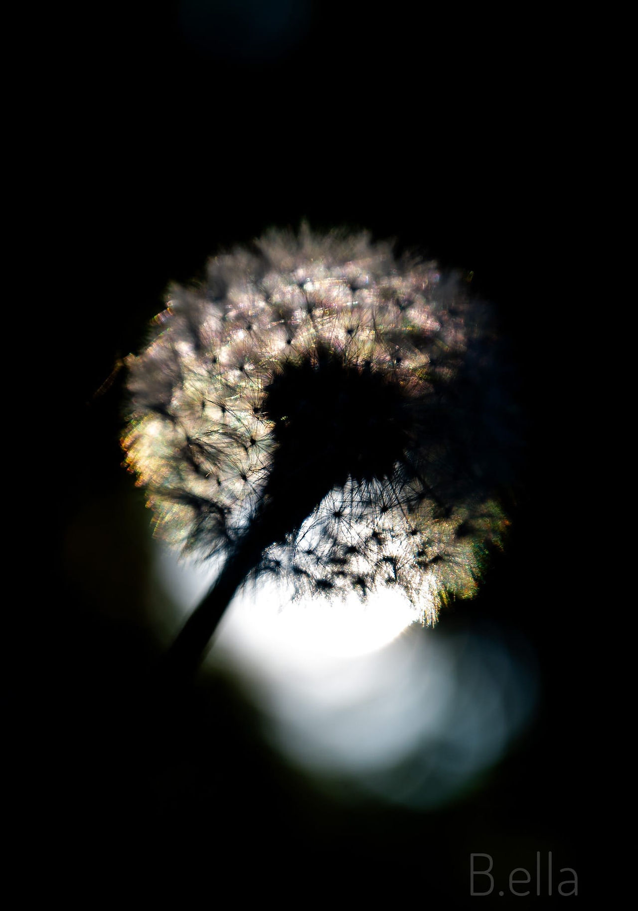 Dandelion silhouette under the sun, a beautiful contrast in the darkness.