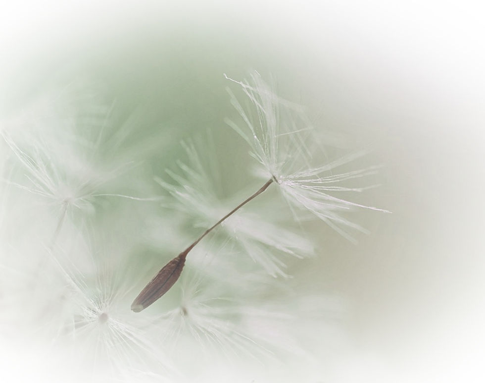 Dandelion Parachute Seed_edited