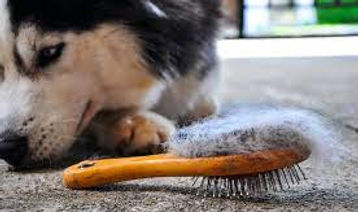 Brosse pleine de poils devant un husky