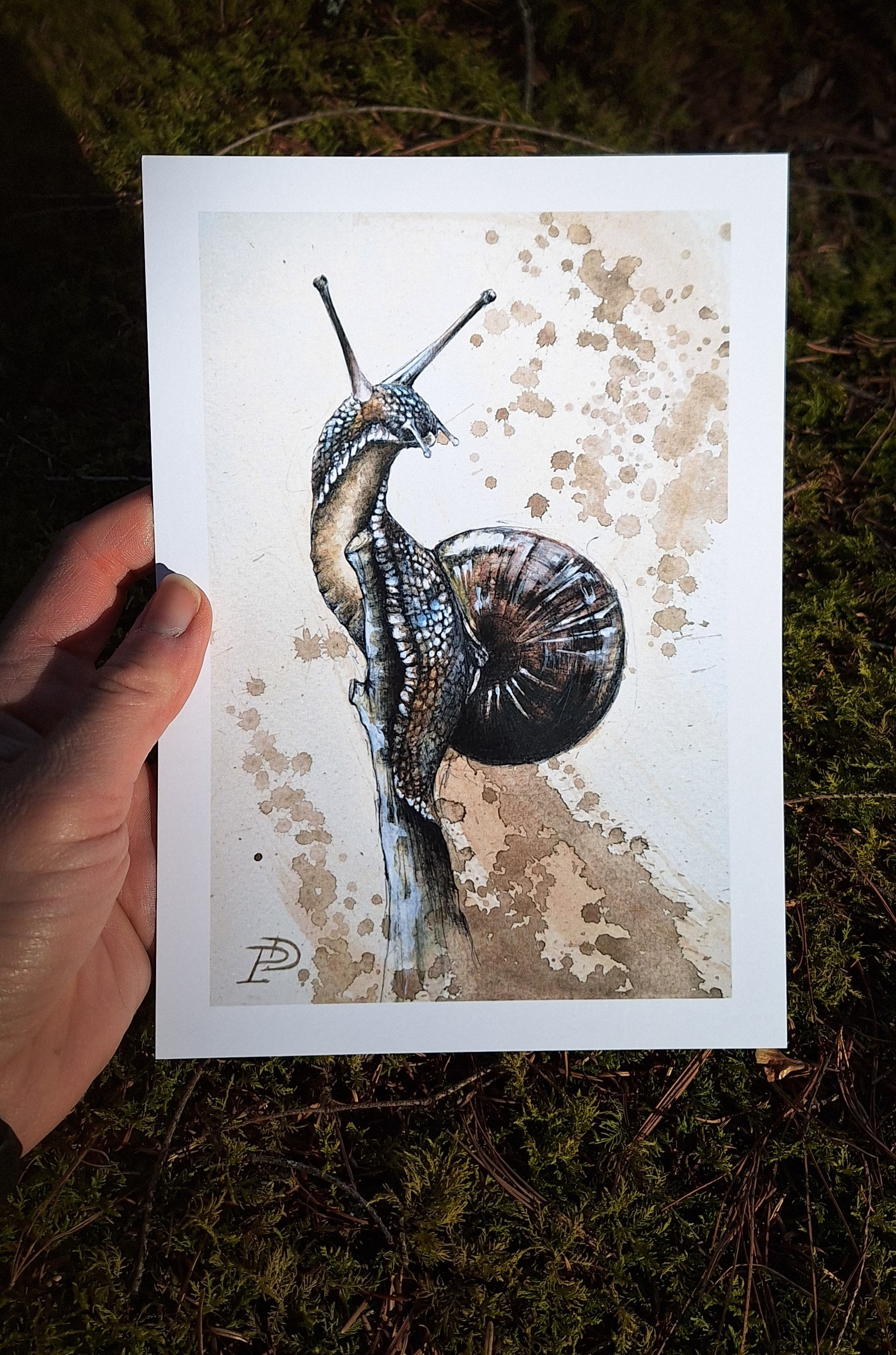 Kunstdruck "Weinbergschnecke 3"