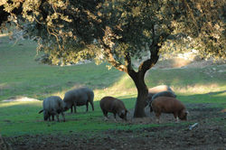 5-censo-ibérico