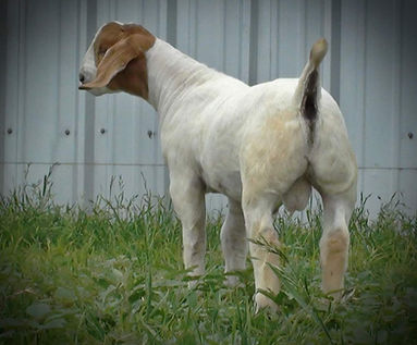 Boer cross Myotonic, muscle, tight hide