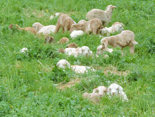 Solid little nuggets