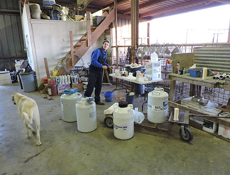 Liquid nitrogen storage tanks. On farm semen collection.
