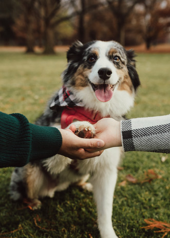 Aussie dog with paw on owners hands. 