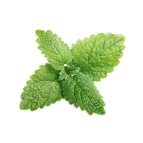 Lemon Balm