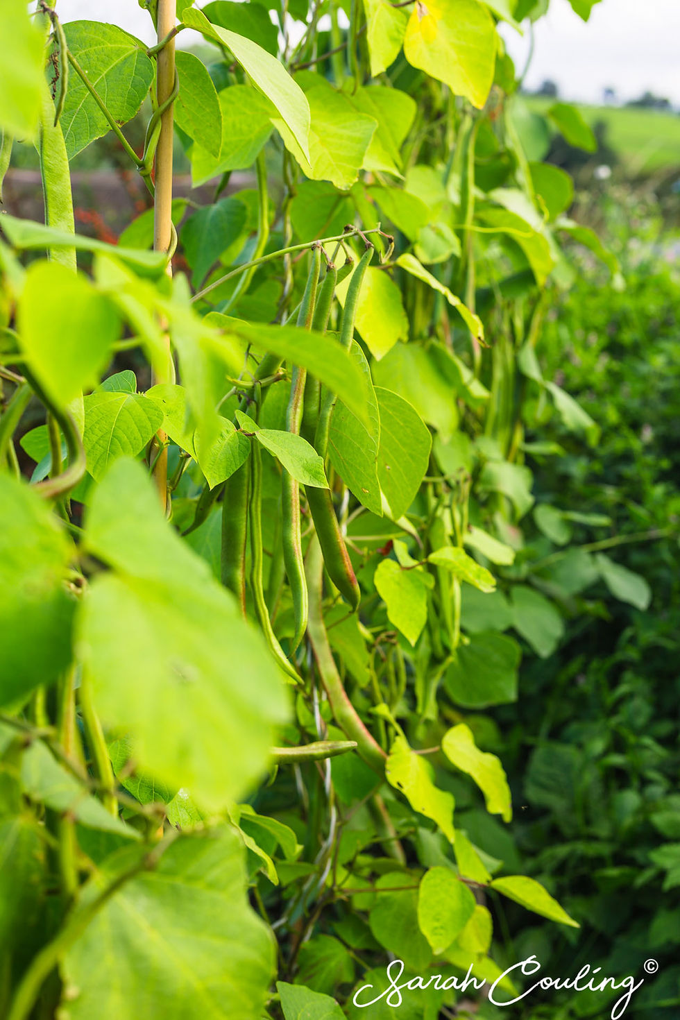 Runner bean plants