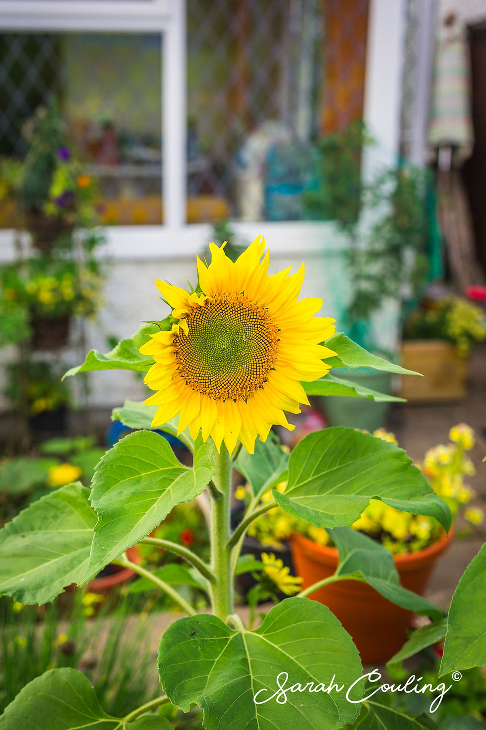 Sunflower