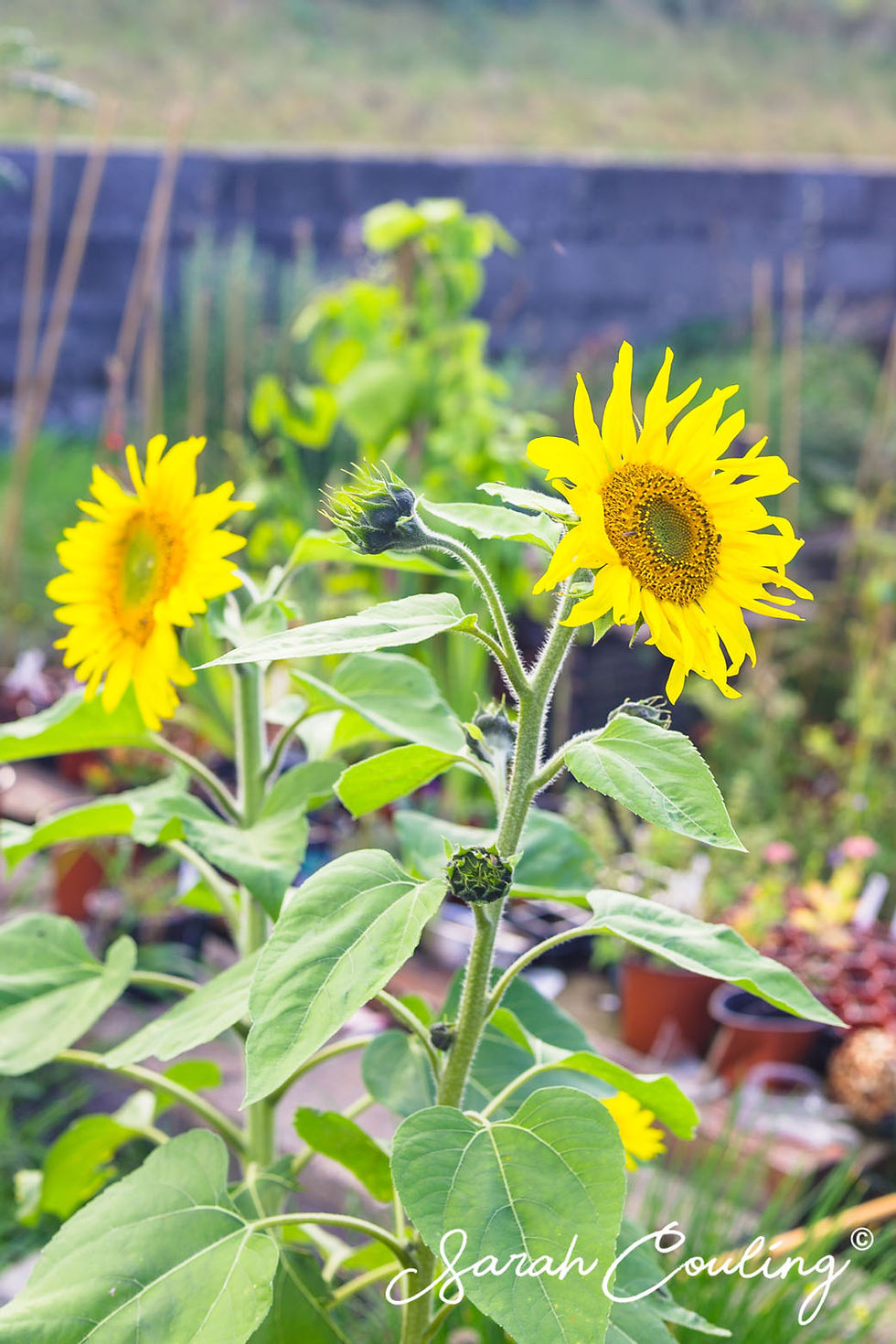 Pair of sunflowers