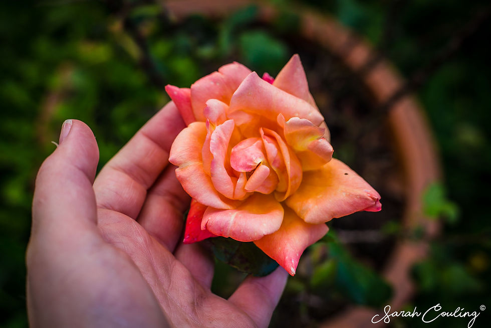 Peachy pink Rose