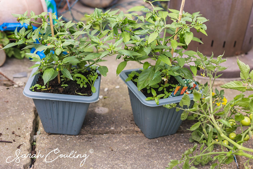Chilli pepper plants