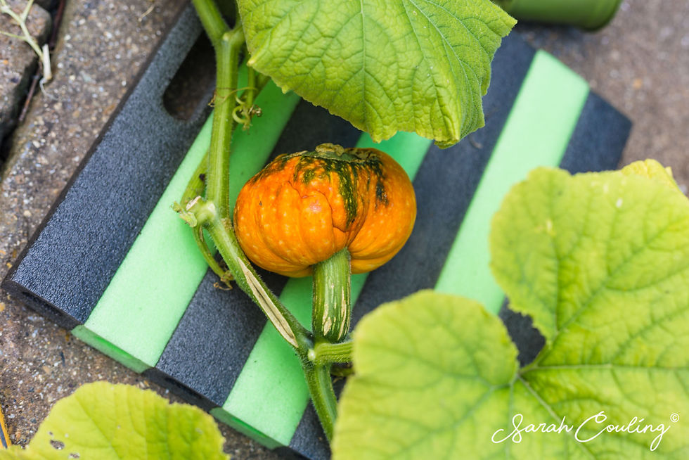 Small pumpkin on vine