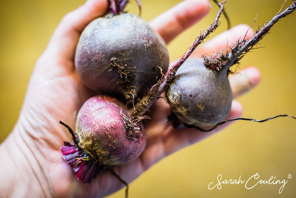 Beetroots in hand