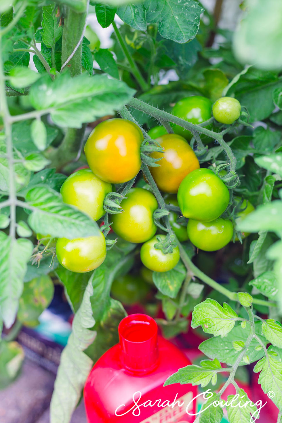 tomatos on vine