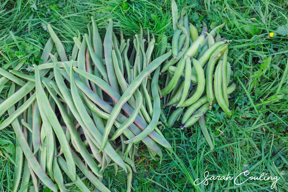 Big pile of picked Beans