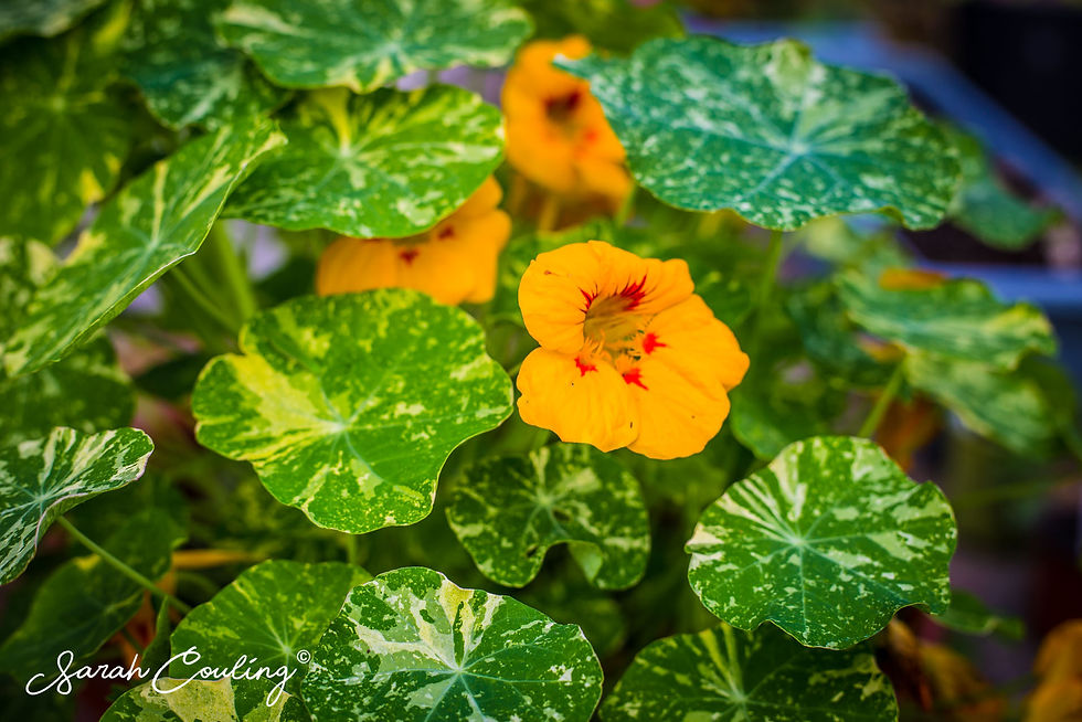 Yellow Nasturtium