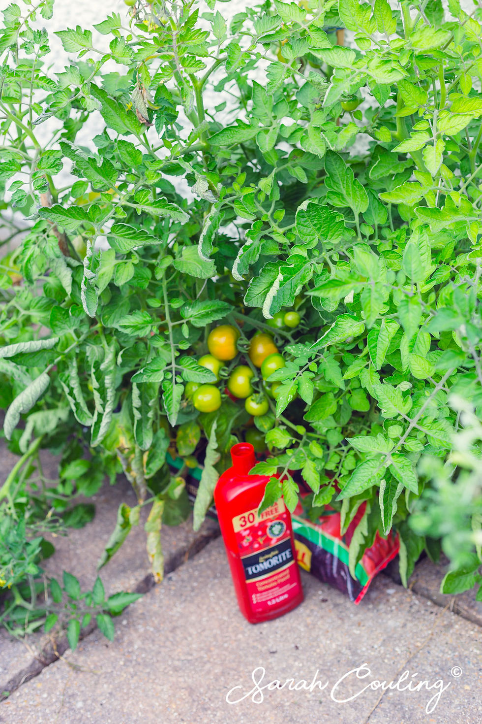 Big bushy tomato plant with green tomatos
