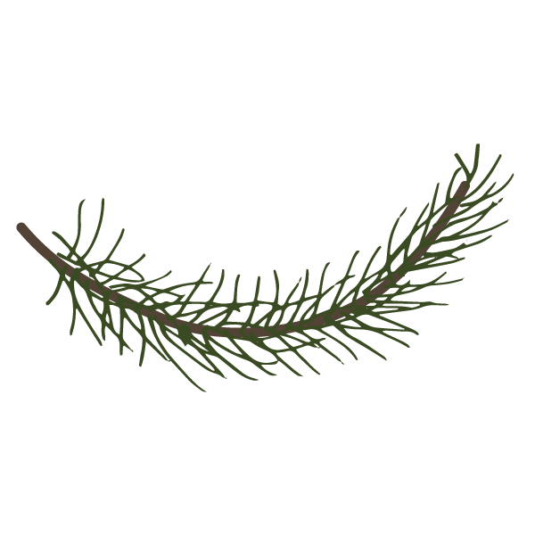 Pine Branch Illustration