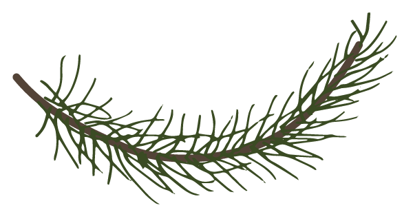 Pine Spruce Branches 6