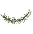 Pine Spruce Branches 6