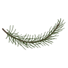 Pine Spruce Branches 6