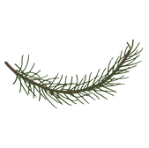 Pine Spruce Branches 6