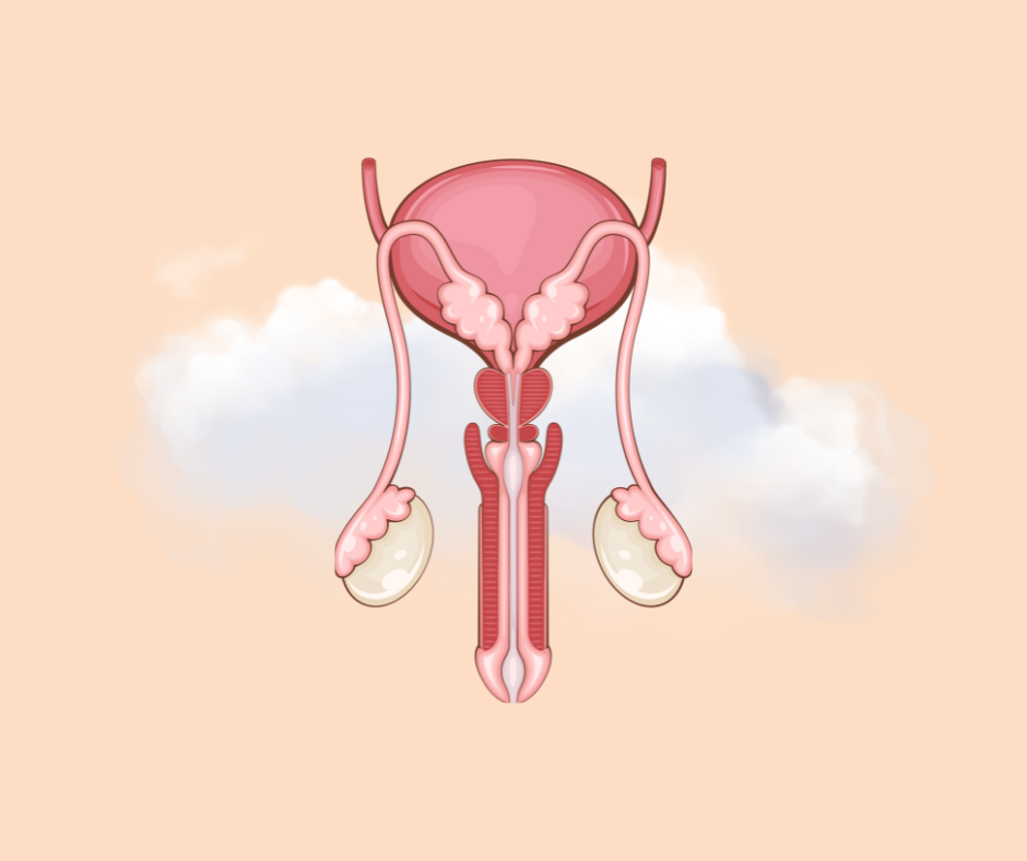 Anatomi - penis og de indre organer bag