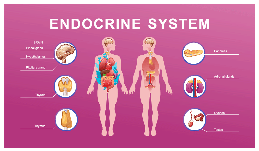 endocrine.gif