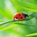 06 - study of an organism.jpg